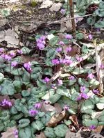 P1000519Vorfrühlingsalpenveilchen.webp