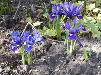 P1000522Iris.webp