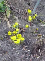 P1000527Winterlinge.webp