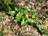P1000539Aronstab.webp