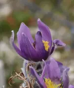 1a.webp