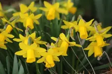 narzissen.webp