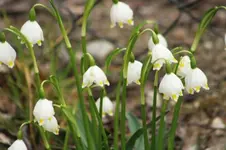 schneegl..webp