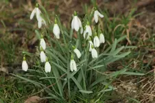schneegl+++.webp