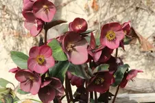 schneer rot.webp
