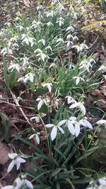 Schnee.webp
