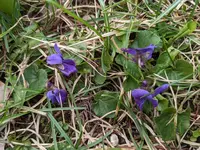 Veilchen.webp
