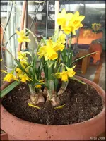 c077.webp