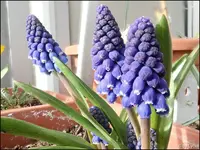 c079.webp