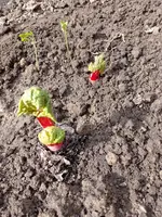 IMG_20230319_130835.webp