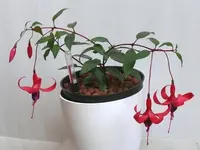2022FuchsiBNS2.webp