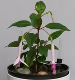 2022FuchsiFP.webp