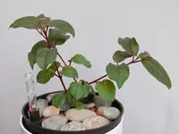 2022FuchsiRS2.webp