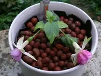 2022FuchsiCD.webp