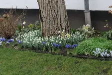 Schneeglöckchen uWN 20230308.webp