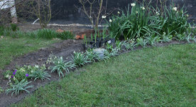Schneeglöckchen Sp 20200301.jpg