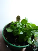 P1000557Feldsalat.webp