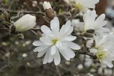 Sternmagnolie 20230322.webp