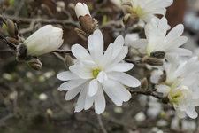 Sternmagnolie 20230322.jpg