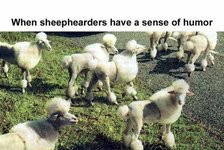 sheepheaders.jpg