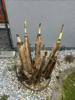 test.webp
