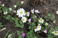 Anemone blanda White Splendour 20230324.jpg