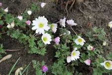 Anemone blanda White Splendour 20230324.jpg