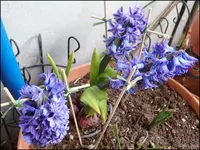c085.webp