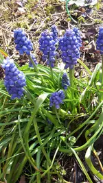 blau.webp