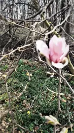 Sternmagnolie.webp