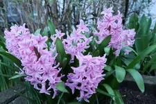 Hyazinten rosa 20230324.webp