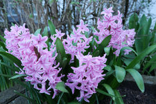 Hyazinten rosa 20230324.jpg