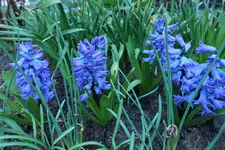 Hyazinten blau 20230324.webp