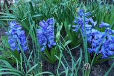 Hyazinten blau 20230324.jpg
