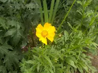 gelb5.webp