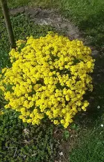 gelbe.webp