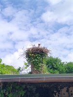IMG_20220524_124725_1.jpg