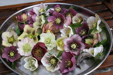 Helleborus   0221.JPG