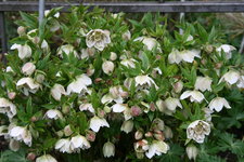 Helleborus    0322.JPG