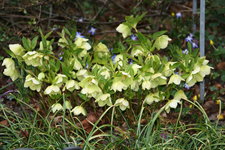 Helleborus    0422.JPG