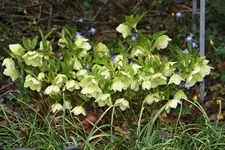 Helleborus    0422.webp