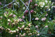 Helleborus    0522.JPG