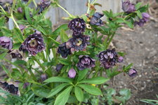 Helleborus    0622.JPG