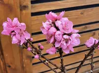 IMG_20230325_115935.webp