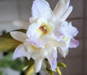 Dendrobium.jpg