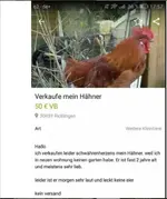 Hähner.webp
