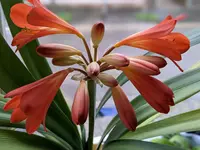Clivia.webp