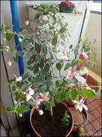 c089.webp