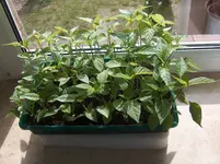 HPIM4384[1].webp