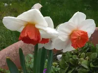2023NarcisBA.webp